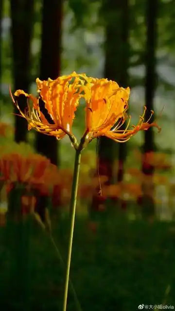 忽地笑也叫黄花石蒜花须随风舞动,形态. 来自大小姐olivia - 微博