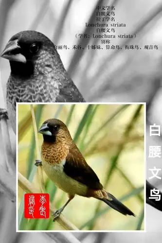 白腰文鸟