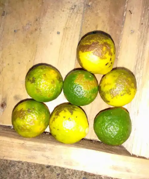 柑橘果面的又一杀手,油斑病是如何让它毁容的__财经头条