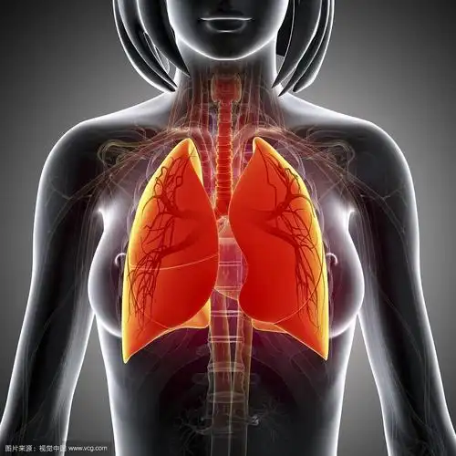 人体正常的肺脏.