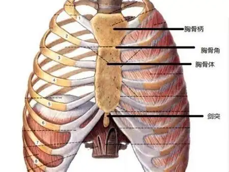 我胸口,也就是所说的主心骨,有些大有时候还会疼怎么回事啊?
