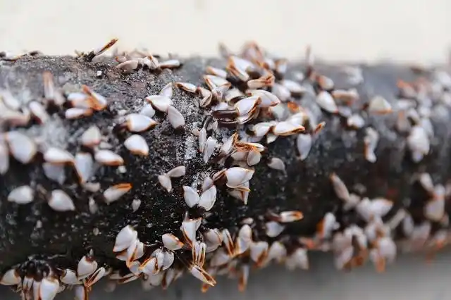 蓝鲸也会被藤壶附着,然后就会经受疼痛,有可能还会被天敌吃掉