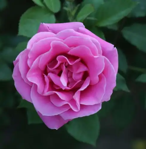 色彩斑斓的月季花