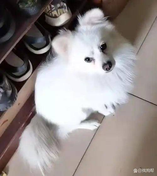 东莞市东城区2000寻找白色博美串串犬