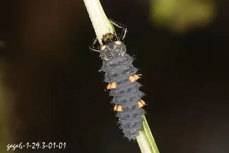 展开全部 七星瓢虫的幼虫http://gaga.biodiv.tw/new23/s6-56.htm