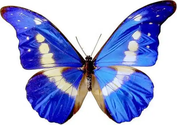 p>海伦闪蝶morpho helenor (e.