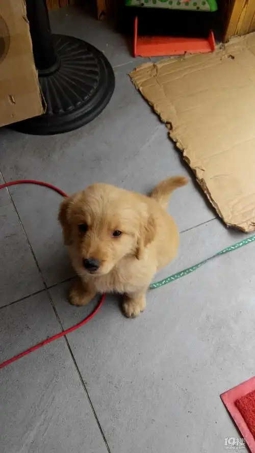 金毛串串找户好人家