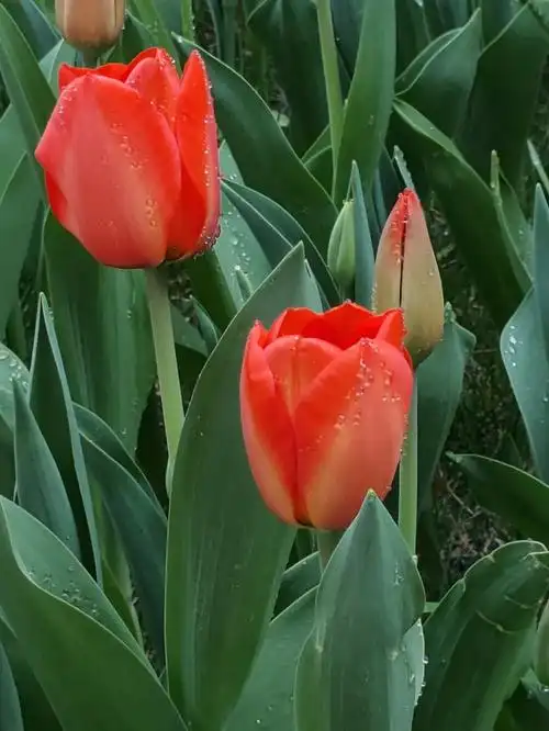 你眼里的春天是什么颜色呢