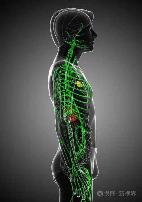 男性身体淋巴系统