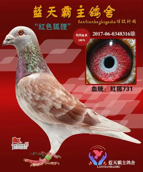 詹森红狐731种鸽_蓝天霸主鸽业_ag188.com爱鸽商城_中国信鸽信息网