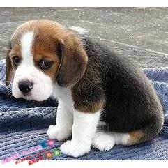 纯种赛级比格犬幼犬宠物狗活体比格幼犬米格鲁幼犬猎兔犬大耳朵g