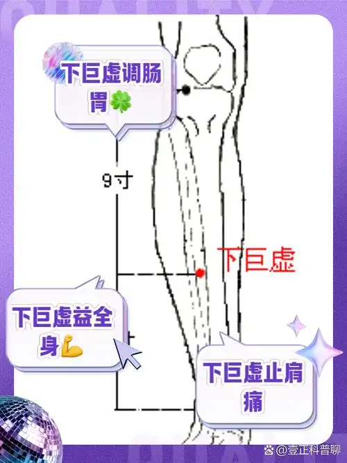 这个位于小腿前外侧的神奇穴位,不仅是足阳明胃经的重要节点,还是小肠