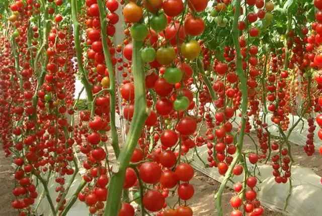 大棚,阳台都能种植的瀑布小番茄,既好看又好吃,产量还很高!