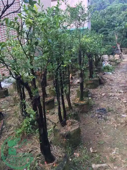 大量熟桩金豆出售有意来电或前来选购