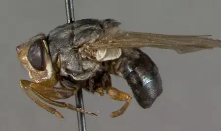 寄生性物种人皮蝇请慎重浏览