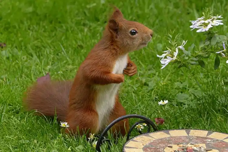 mammal,squirrel,sciurus vulgaris major,garden,foraging,rodent