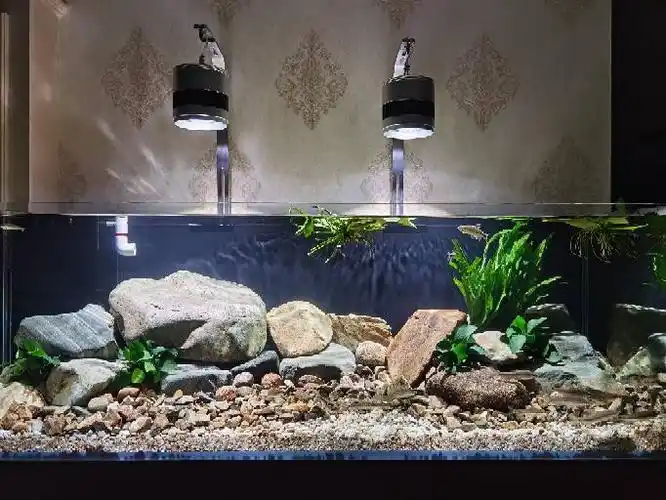 150*60*50原生鱼缸 - 原生态造景 - cta南美水族 - powered by discuz