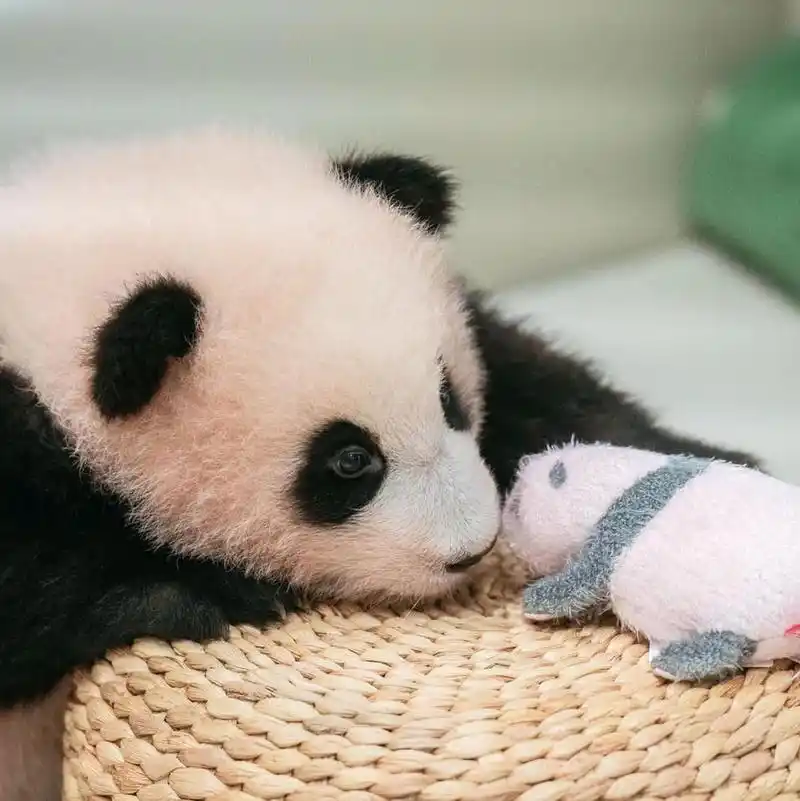 #大熊猫# 一组大熊猫福宝的幼年照,是个粉嘟嘟的小家伙啊!看着她慢慢