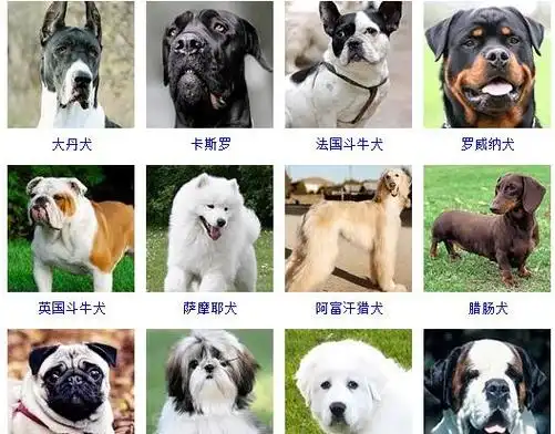 72种名犬图片,72种名犬图片及名字价格图8