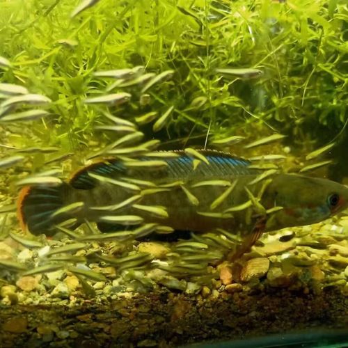 欧园侠雷龙鱼酒红雷龙鱼彩虹雷龙鱼食阿萨姆巴卡蓝宝石好繁殖好饲养