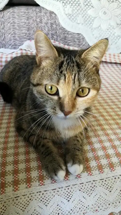 混血狸花猫#问题来啦:是我的声音更甜呢?还是我家小猫声音更甜?