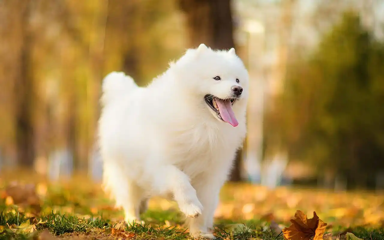 超可爱萌宠萨摩耶犬高清图片桌面壁纸