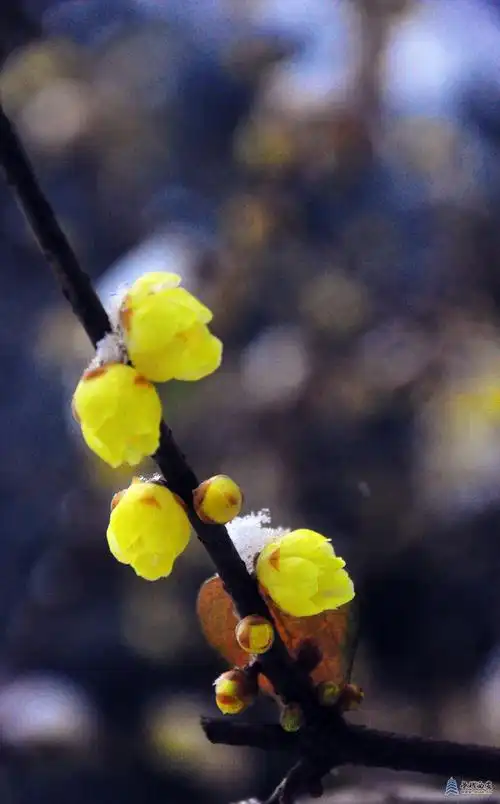大雪压梅花梅花更娇美