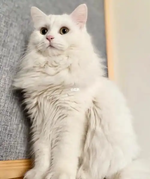 1500出一只纯白高地