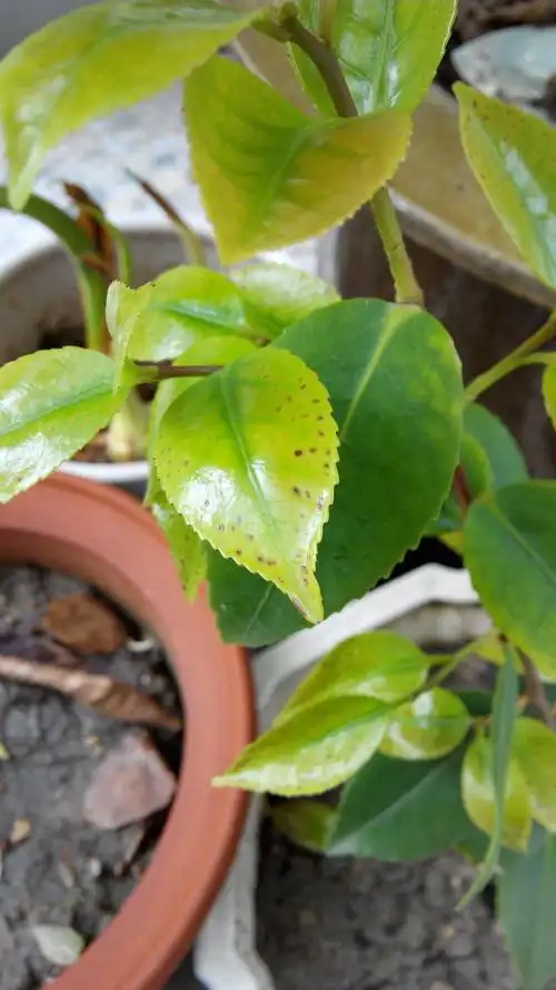 我的茶花叶子上出现了很多黄褐色的斑点,请教各位大虾出了什么问题,该