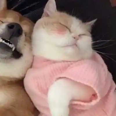 猫和狗的情人2022头像