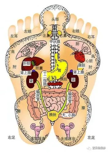 苏大强也知道刺激足底的好处,因为脚底有着我们全身脏腑器官的反射区