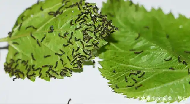 慢节奏,带孩子一起养蚕宝宝