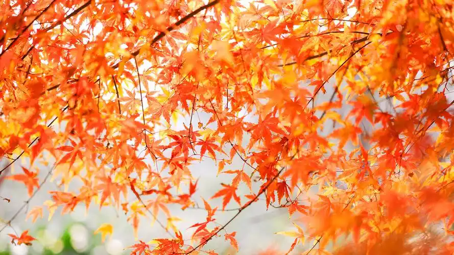 黄色枫叶唯美摄影高清图片桌面壁纸