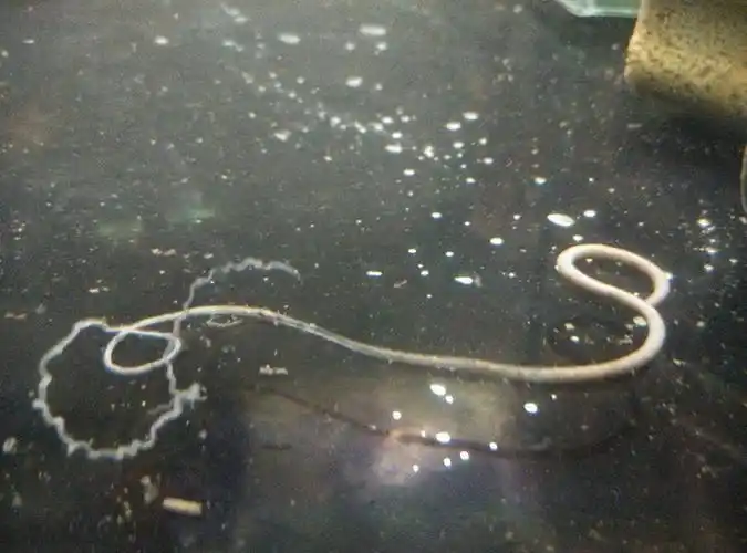 鱼粑粑里隐藏的秘密