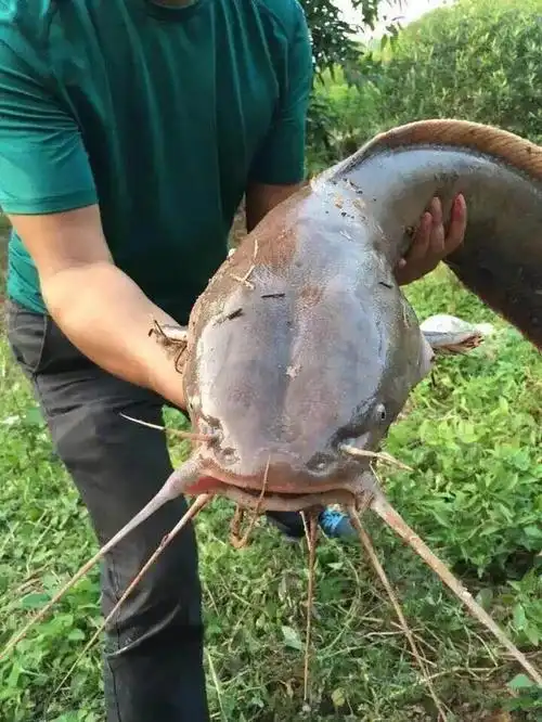 其实塘角鱼只是一种地方叫法,假如我说它的另一个名字相信大家更容易