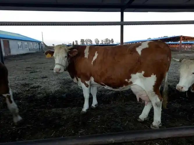 西门塔尔基母牛