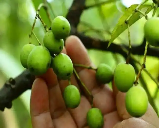 苦练树与无患子-苦练树与无患子,苦练,树,与,无患子