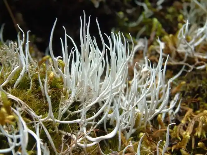 石蕊试剂即石蕊属地衣提取物.