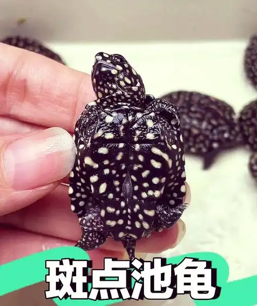 早年,斑点池龟几乎全部依赖进口,因其高颜值和相对容易的饲养条件