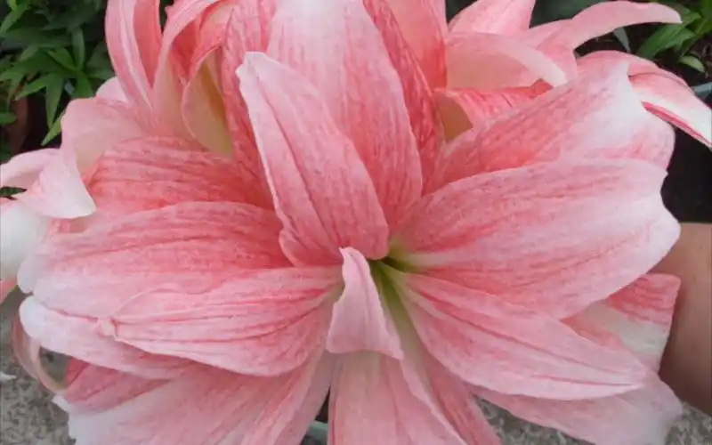 【朱顶红·蒂卡荣耀】正常开的时候还是蛮漂亮的