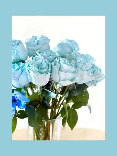 xixiflowers冰蓝厄瓜多额玫瑰