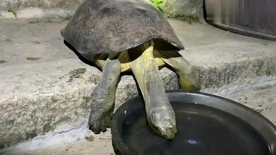 巨型大龟饮水你见过吗冬季天气干燥,乌龟也要喝水补充水分!