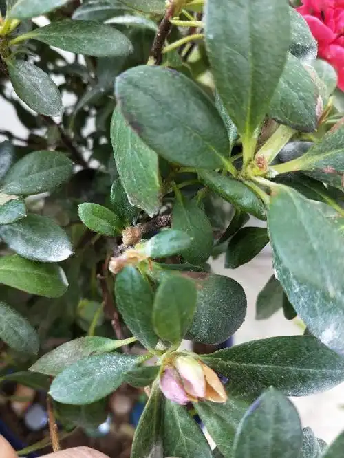 我的杜鹃怎么了,花苞打不开,发枯,叶片有锈斑