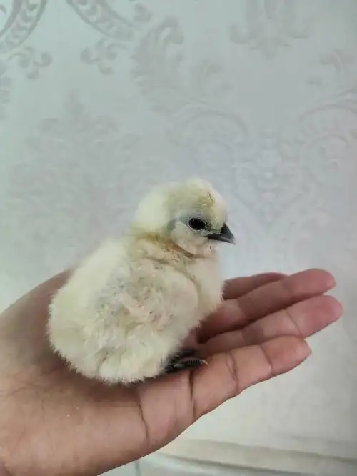 小乌鸡出生第四天