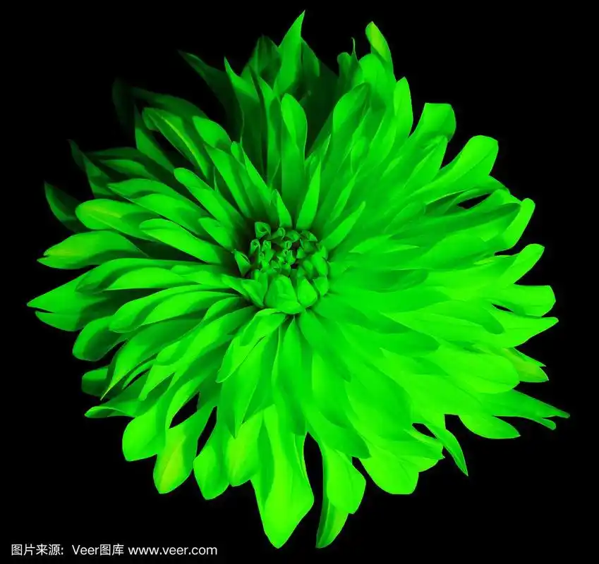 巨大的,特写,绿色,分离着色,大丽花属