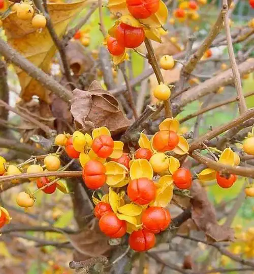 南蛇藤南蛇藤小苗南蛇藤爬藤植物落叶灌木南蛇藤南蛇藤盆栽盆景园林