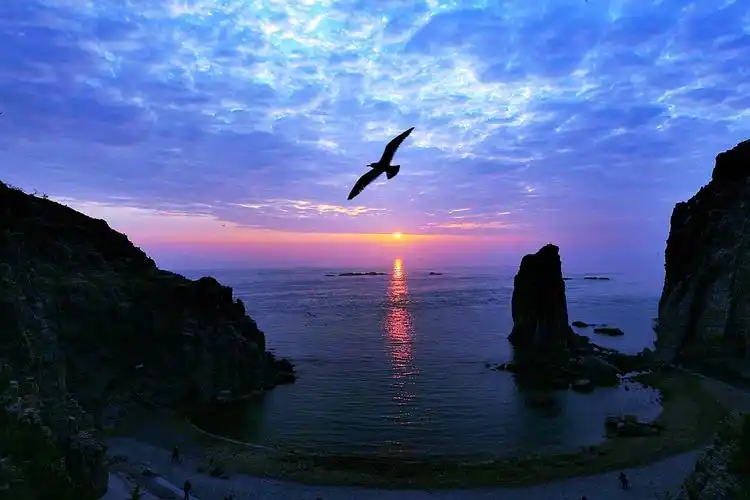 一只黑尾鸥在自由的飞翔,迎接着海上初升的太阳,成就了一幅美好的画面