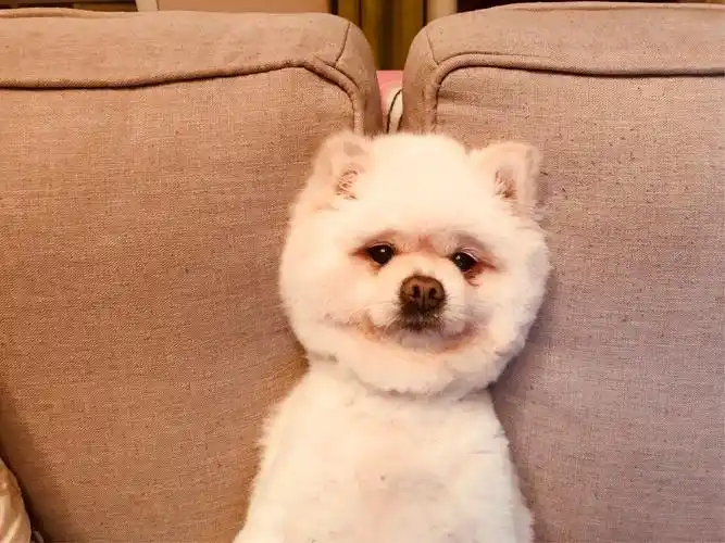 可爱的小毛孩-球球