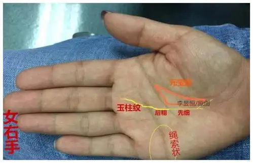 手相中玉柱纹由细到粗有什么说法呢