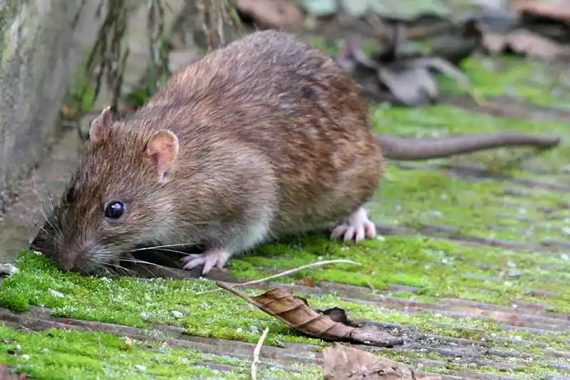 又名大鼠,褐家鼠,挪威鼠,也是我们俗语里的"耗子",是最常见的老鼠之一